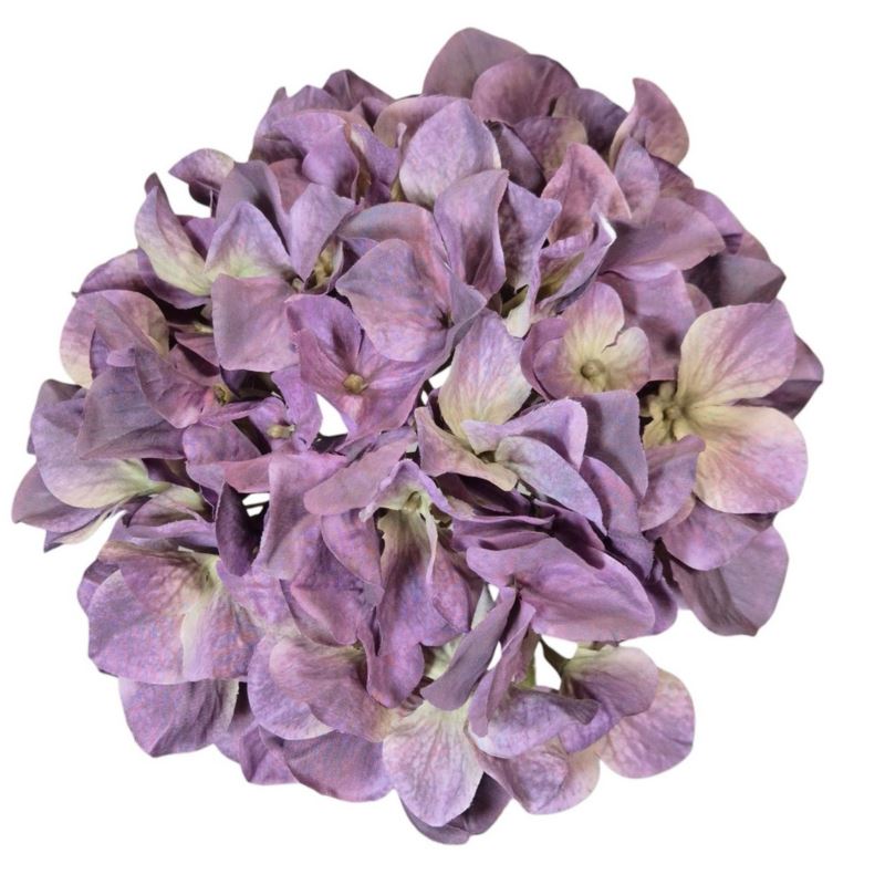 HORTENSJA GŁOWA 19CM B34-15 OLD PURPLE GREEN
