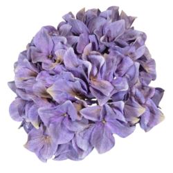 HORTENSJA GŁOWA 19CM B34-23 OLD VIOLET