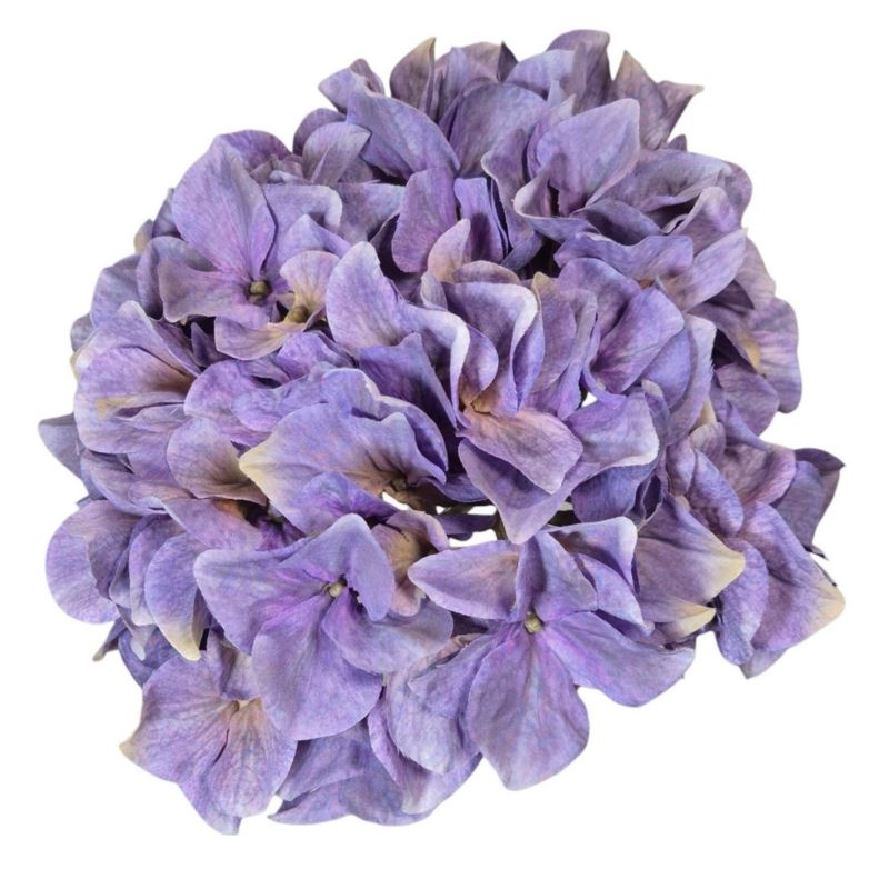 HORTENSJA GŁOWA 19CM B34-23 OLD VIOLET