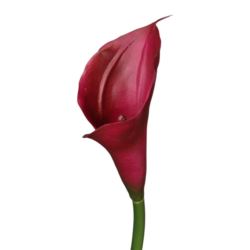 CALLA - GUMA RURKA M 72CM C33 RED