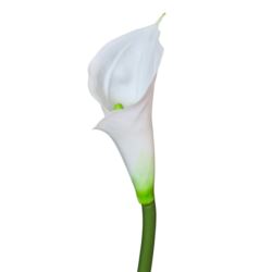 CALLA - GUMA RURKA M 72CM 1 CREAM GREEN