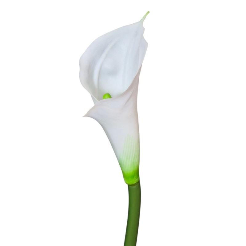CALLA - GUMA RURKA M 72CM 1 CREAM GREEN