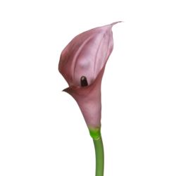 CALLA - GUMA RURKA M 72CM C20 BURGUNDY
