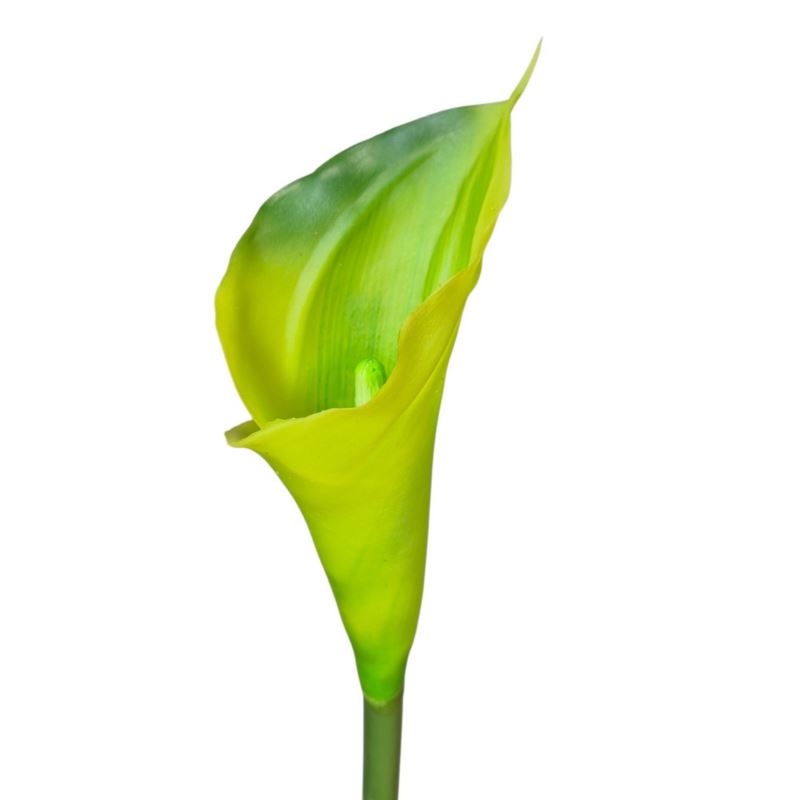CALLA - GUMA RURKA M 72CM 10 LT GREEN