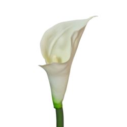 CALLA - GUMA RURKA M 72CM 135 CREAM
