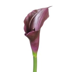 CALLA - GUMA RURKA M 72CM C34 DK PURPLE