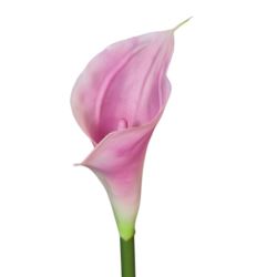 CALLA - GUMA RURKA M 72CM 183 LT PURPLE