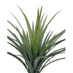 NOLINA DRZEWKO W DONICZCE 110CM GREEN