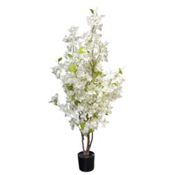 BUGENWILLA W DONICZCE 115CM WHITE