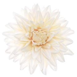 DALIA WYROBOWA 11CM SUN905 CREAM