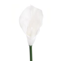 CALLA GUMA 72 CM ANA1013 WHITE