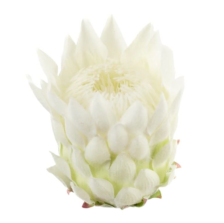 PROTEA - KARCZOCH WYS.14CM ŚR. 10CM WHITE CREAM