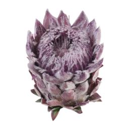 PROTEA - KARCZOCH WYS.14CM ŚR. 10CM PURPLE