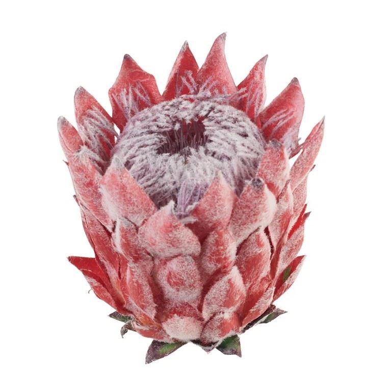 PROTEA - KARCZOCH WYS.14CM ŚR. 10CM06 RED