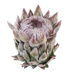 PROTEA - KARCZOCH WYS.14CM ŚR. 10CM GREEN VIOLET