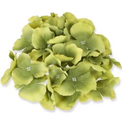 HORTENSJA GŁÓWKA 17CM / LE18 BEETROOT GREEN