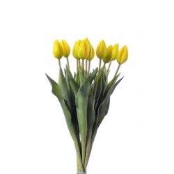 TULIPAN POJEDYŃCZY GUMOWANY