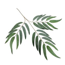 EUKALIPTUS NICOLI GAŁĄZKA LIŚCI 72CM GREEN POWDER