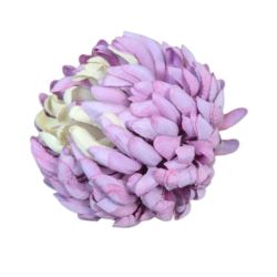 CHRYZANTEMA 12CM KCH30 TF026 GREEN LT.VIOLET
