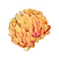CHRYZANTEMA 12CM KCH30 TF055 GREEN ORANGE