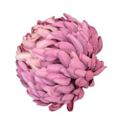 CHRYZANTEMA 12CM KCH30 TF022 DK PINK