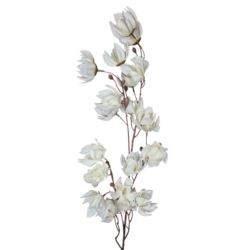 MAGNOLIA MONGOLSKA 100CM WHITE
