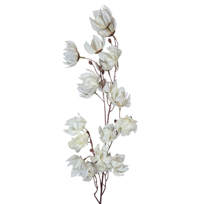 MAGNOLIA MONGOLSKA 100CM WHITE
