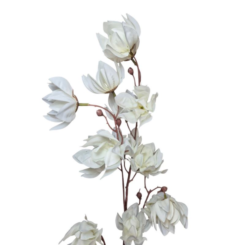 MAGNOLIA MONGOLSKA 100CM WHITE
