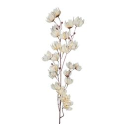 MAGNOLIA MONGOLSKA 100CM CREAM