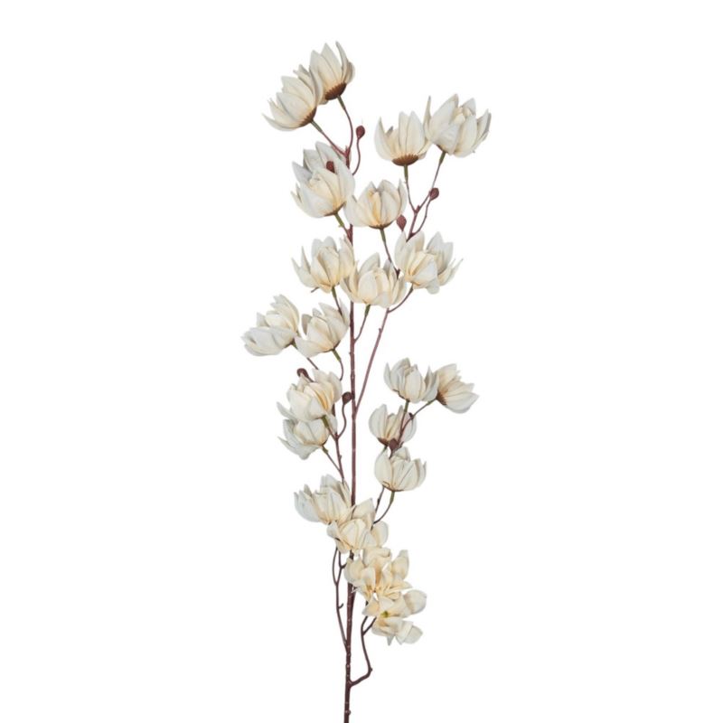 MAGNOLIA MONGOLSKA 100CM CREAM
