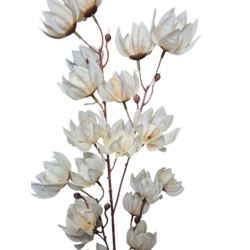 MAGNOLIA MONGOLSKA 100CM CREAM