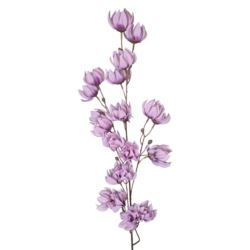 MAGNOLIA MONGOLSKA 100CM LILAC