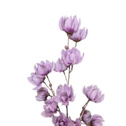 MAGNOLIA MONGOLSKA 100CM LILAC