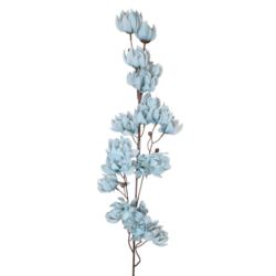 MAGNOLIA MONGOLSKA 100CM BLUE
