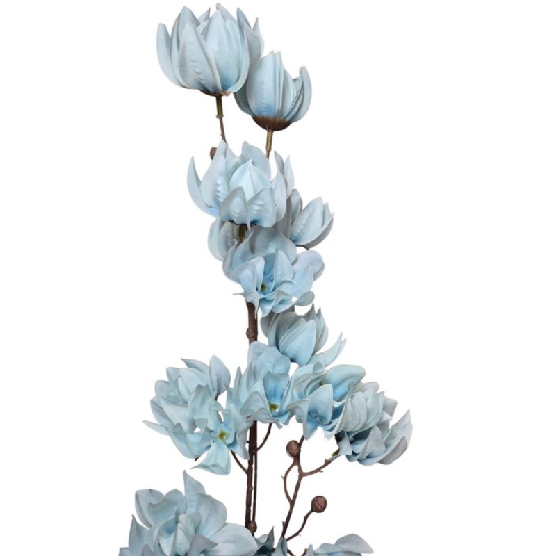 MAGNOLIA MONGOLSKA 100CM BLUE