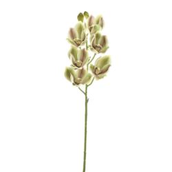 CYMBIDIUM - STORCZYK 69CM LEV016 GREEN