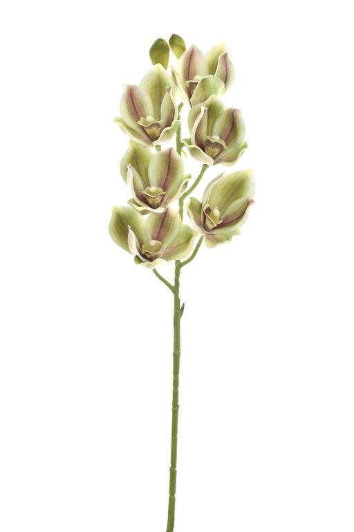 CYMBIDIUM - STORCZYK 69CM LEV016 GREEN