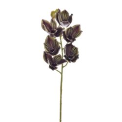 CYMBIDIUM - STORCZYK 69CM LEV016 OLIVE