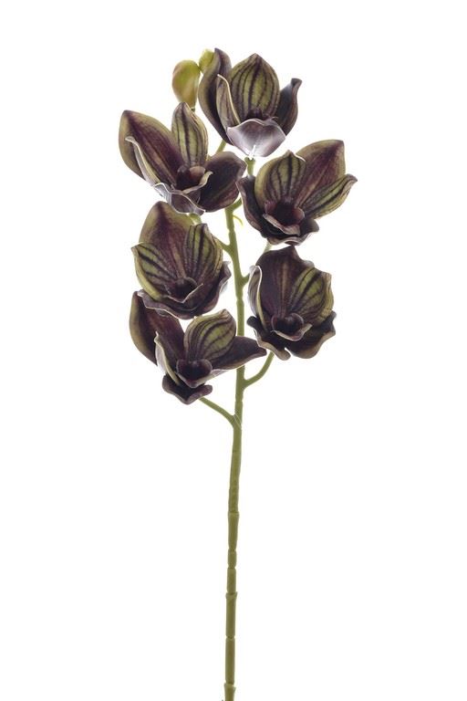 CYMBIDIUM - STORCZYK 69CM LEV016 OLIVE