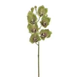 CYMBIDIUM - STORCZYK 69CM LEV016 JUICY GREEN