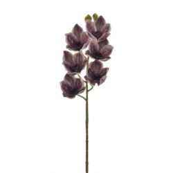 CYMBIDIUM - STORCZYK 69CM LEV016 DIRTY CHERRY