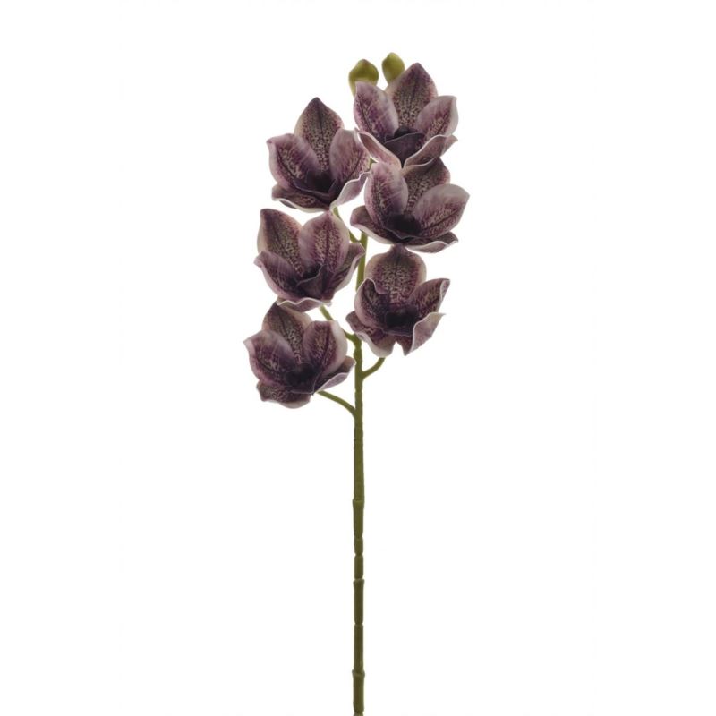 CYMBIDIUM - STORCZYK 69CM LEV016 DIRTY CHERRY