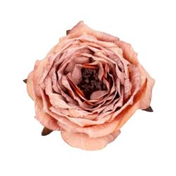 PEONIA WYROBOWA RETRO 11CM AUTUMN OLD TEA
