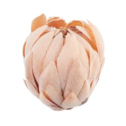 KARCHOCH- PROTEA GŁOWA WYS:12CM ŚR:11CM OLD PEACH