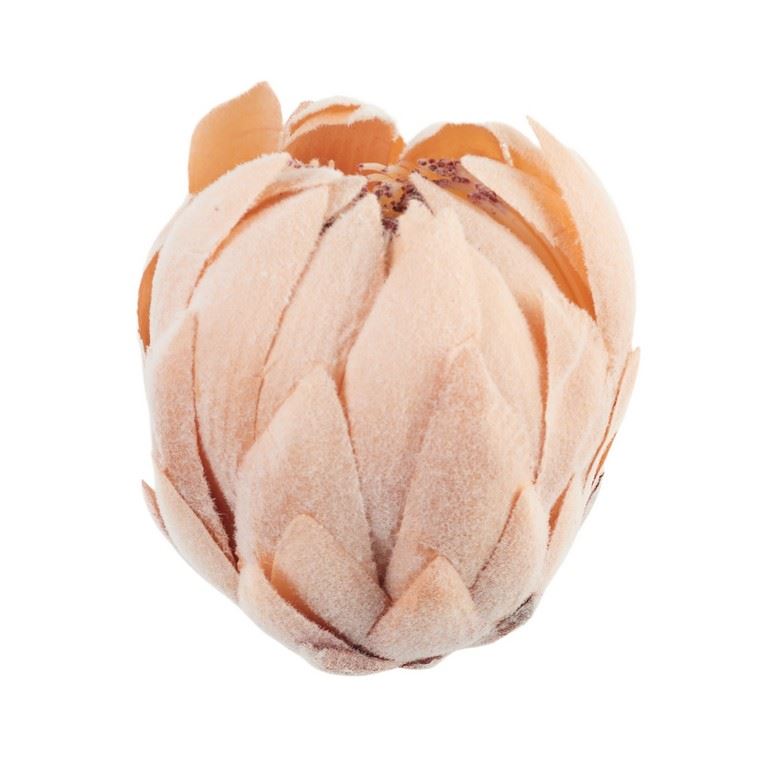 KARCHOCH- PROTEA GŁOWA WYS:12CM ŚR:11CM OLD PEACH