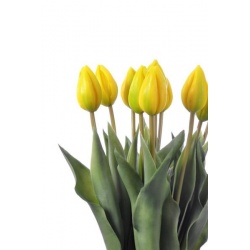 TULIPAN POJEDYŃCZY GUMOWANY