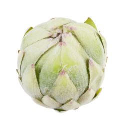 KARCHOCH- PROTEA GŁOWA WYS:12CM ŚR:11CM GREEN