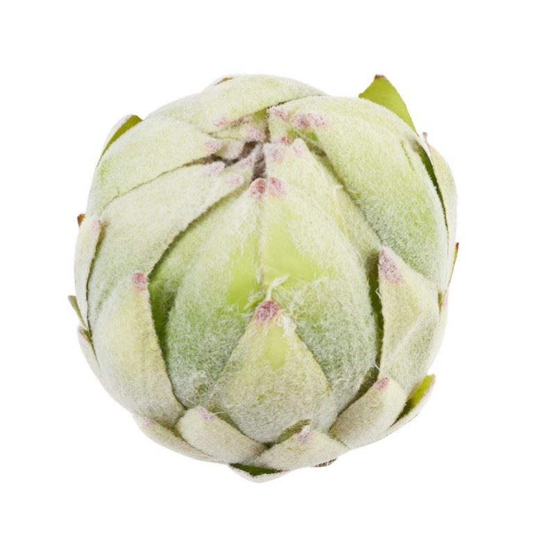 KARCHOCH- PROTEA GŁOWA WYS:12CM ŚR:11CM GREEN