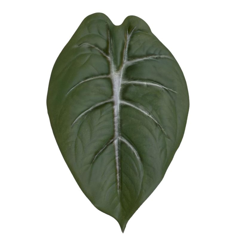 LIŚĆ ALOKAZJA 23CM JUN107 RT GREEN WHITE