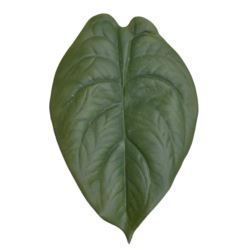 LIŚĆ ALOKAZJA 23CM JUN107 RT GREEN